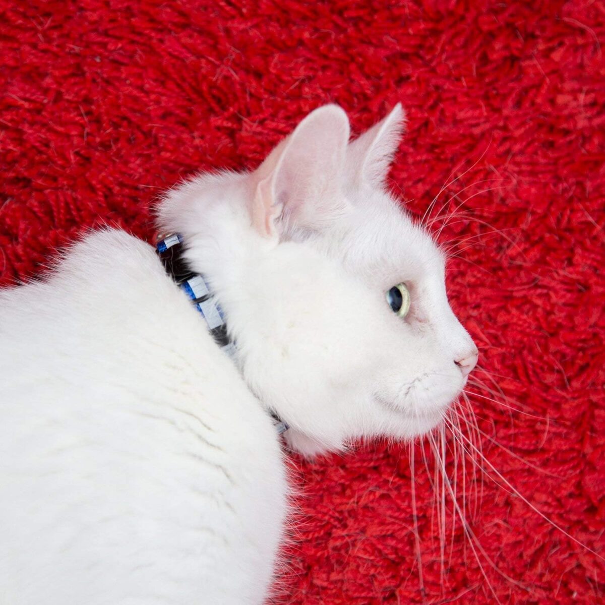 Reflective Cat Collar with Bell, Set of 6, Solid & Safe Collars for Cats, Nylon, Mixed Colors, Pet Collar, Breakaway Cat Collar Charms - Image 7