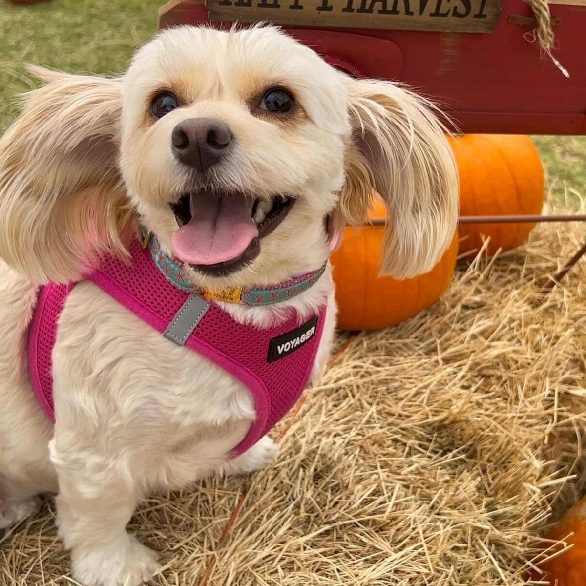 Best Pet Supplies Voyager Step-in Air Dog Harness - All Weather Mesh, Reflective, No Pull Harness for Small, Medium Dogs, Cats - Secure with Hook & Loop Fastener, Buckle, Double D-Rings - Fuchsia, S - Image 8