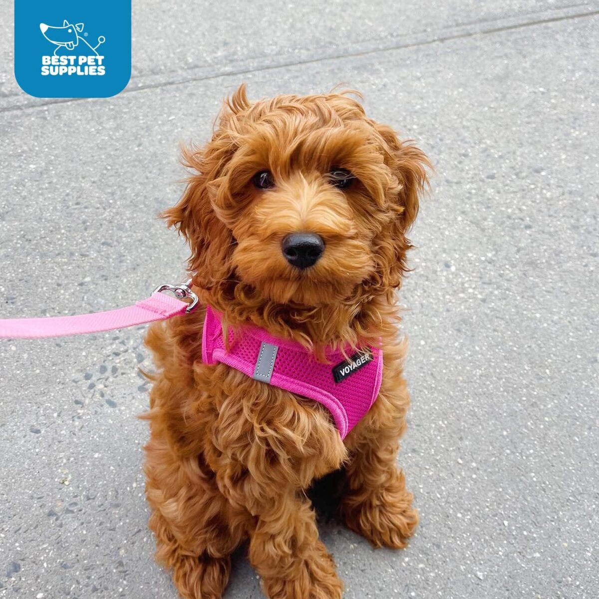 Best Pet Supplies Voyager Step-in Air Dog Harness - All Weather Mesh, Reflective, No Pull Harness for Small, Medium Dogs, Cats - Secure with Hook & Loop Fastener, Buckle, Double D-Rings - Fuchsia, S - Image 9