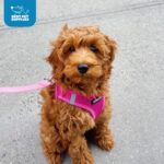 Best Pet Supplies Voyager Step-in Air Dog Harness - All Weather Mesh, Reflective, No Pull Harness for Small, Medium Dogs, Cats - Secure with Hook & Loop Fastener, Buckle, Double D-Rings - Fuchsia, S - Image 9
