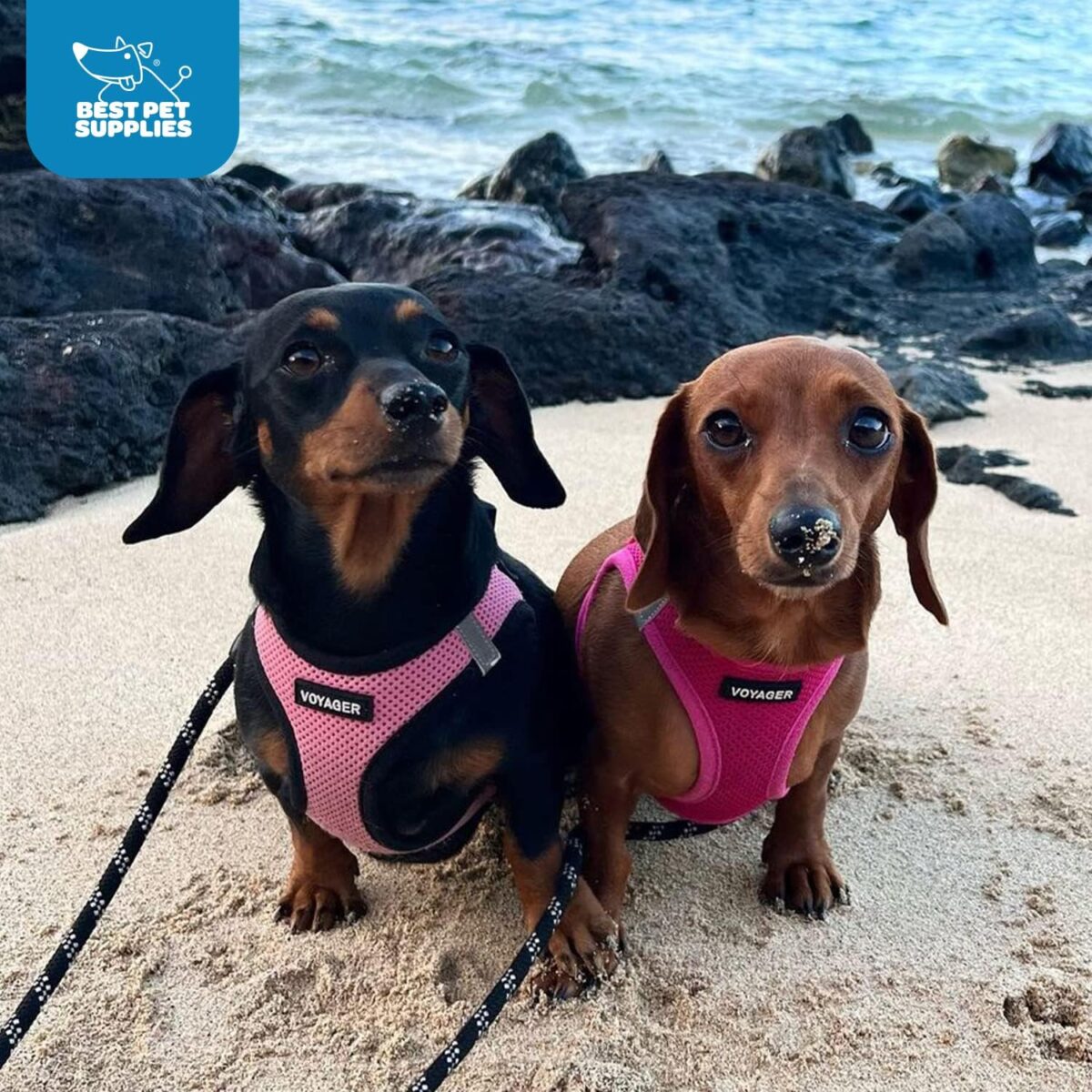 Best Pet Supplies Voyager Step-in Air Dog Harness - All Weather Mesh, Reflective, No Pull Harness for Small, Medium Dogs, Cats - Secure with Hook & Loop Fastener, Buckle, Double D-Rings - Fuchsia, S - Image 10