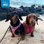 Best Pet Supplies Voyager Step-in Air Dog Harness - All Weather Mesh, Reflective, No Pull Harness for Small, Medium Dogs, Cats - Secure with Hook & Loop Fastener, Buckle, Double D-Rings - Fuchsia, S - Image 10