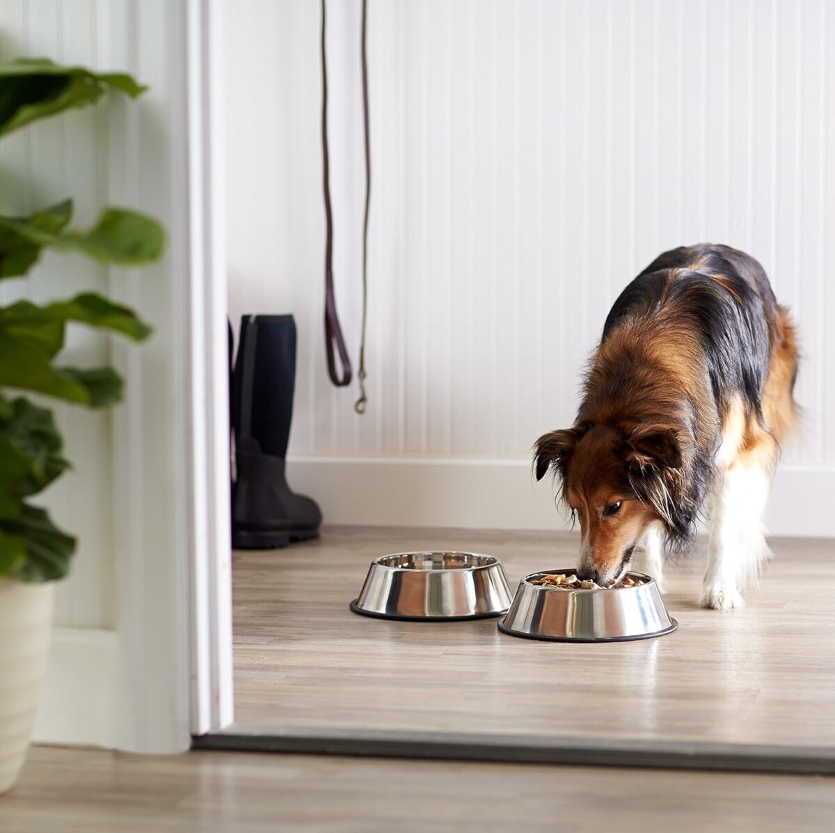 Amazon Basics Stainless Steel Non-Skid Pet Dog Water And Food Bowl, 2-Pack (10 x 2.8 Inches), Each Holds Up to 38oz - Image 7