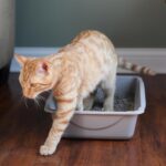 Petmate Litter Pan, Blue/Gray, Small, Made in USA - Image 3