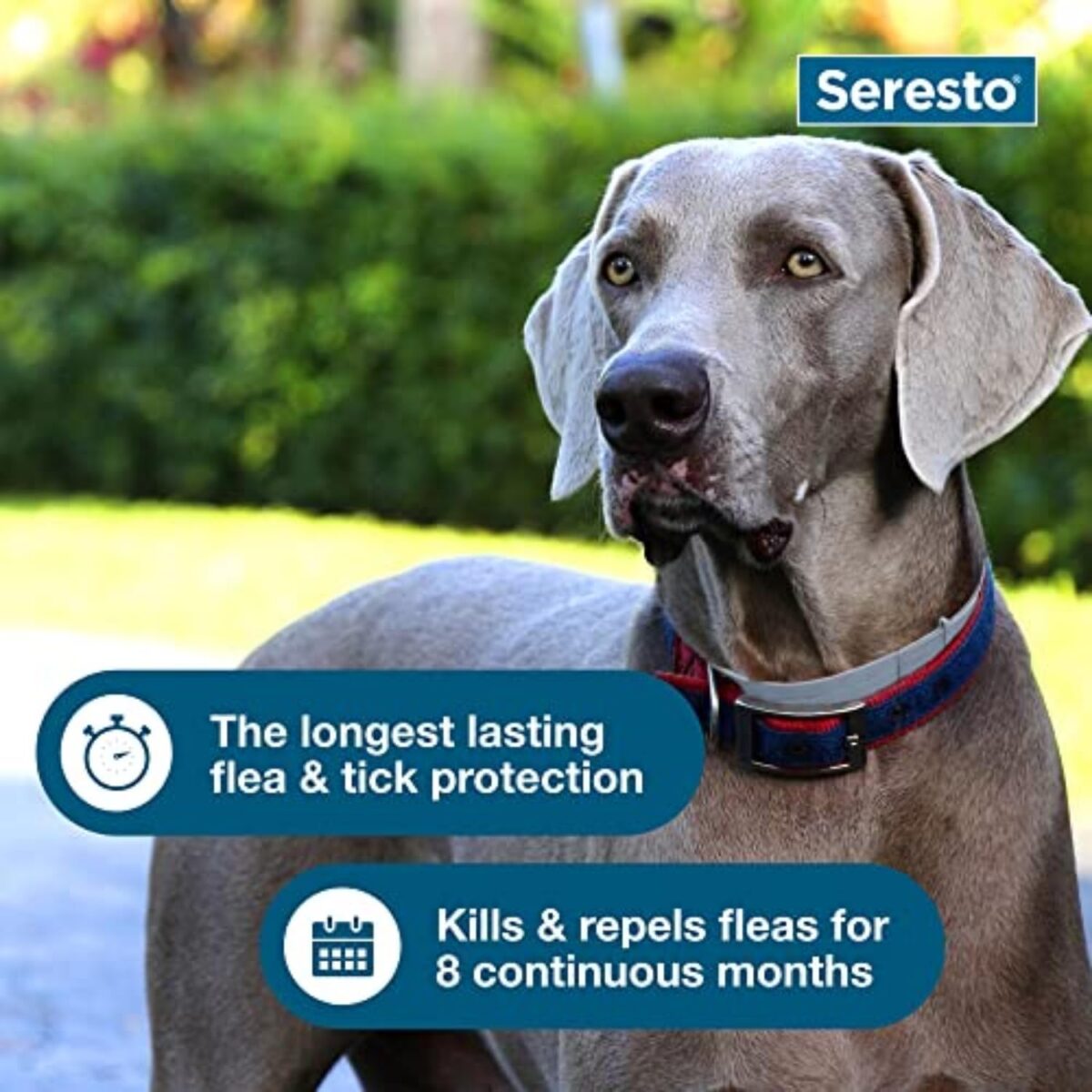 Seresto Large Dog Vet-Recommended Flea & Tick Treatment & Prevention Collar for Dogs Over 18 lbs. | 8 Months Protection - Image 7