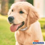 Hartz UltraGuard Pro Reflective Flea & Tick Collar for Dogs and Puppies, 7 Month Flea and Tick Prevention Per Collar, 1 Count - Image 9