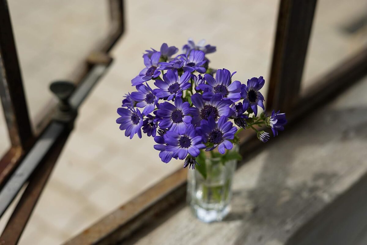 Sony - FE 50mm F1.8 Standard Lens (SEL50F18F/2) - Image 6