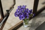 Sony - FE 50mm F1.8 Standard Lens (SEL50F18F/2) - Image 6