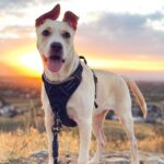 rabbitgoo Dog Harness No Pull with 2 Leash Clips, Adjustable Soft Padded, Reflective Oxford No Choke Pet Vest with Easy Control Handle for Large Dogs, Black, L - Image 9