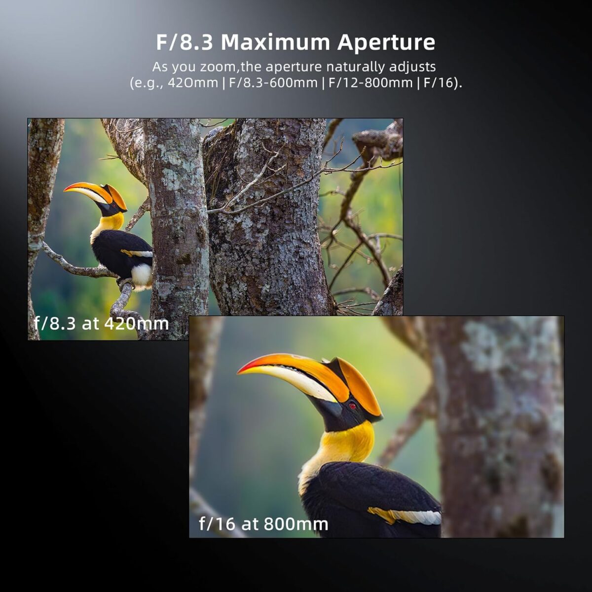 420-800mm F/8.3 Full Frame Telephoto Zoom Lens, Manual Focus for Canon EF/EF-S, Nikon F, Sony E Mount Cameras, Perfect Starter Lens for Moon, Bird, Wildlife & Nature Photography - Image 6