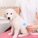 Depets Self Cleaning Slicker Brush, Dog Cat Bunny Pet Grooming Shedding Brush - Easy to Remove Loose Undercoat, Pet Massaging Tool Suitable for Pets with Long or Short Hair - Image 7