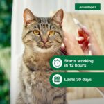 Advantage II Large Cat Vet-Recommended Flea Treatment & Prevention | Cats Over 9 lbs. | 6-Month Supply - Image 6
