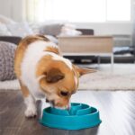 Outward Hound Medium Slow Feeder Bowl, Puzzle Maze for Fast Eaters, Small to Medium Dogs, Helps Prevent Bloat & Aid Digestion, Holds 2 Cups Wet or Dry Food, Non-Slip, Made Without BPA, Turquoise - Image 7