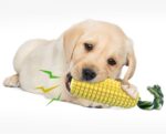 Carllg Dog Chew Toys for Aggressive Chewers, Indestructible Tough Durable Squeaky Interactive Dog Toys, Puppy Teeth Chew Corn Stick Toy for Small Medium Large Breed - Image 5
