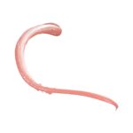 L.A. COLORS Blush Up Cheek & Lip Cream, Nude Glow CBL545 - Image 3