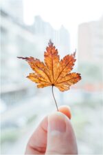 Nikon NIKKOR Z 28-75mm f/2.8 | Large aperture mid-range zoom lens for Z series mirrorless cameras | Nikon USA Model - Image 3