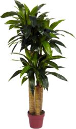 Nearly Natural 4ft. Corn Stalk Dracaena Silk Plant (Real Touch) - Image 2