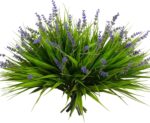 alyptus 12 Bundles Artificial Plants Outdoor Fake Monkey Grass with Flowers for Pot UV Resistant Plant Decor for Window Garden Patio Hanging Planter Pathway Front Porch (Grass with Flowers) - Image 2